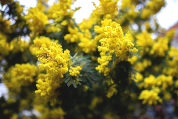 Spring in London - yellow bush of blooming mimosa.