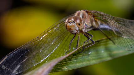 dragonfly 78