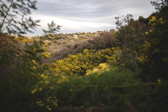 The French village is buried in flowering mimosa bushes in spring.