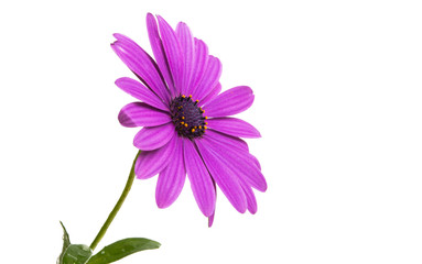 Osteosperumum Flower Daisy