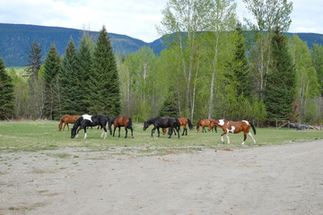 Fototapeta premium Several horses grazing in a field at the ranch on bright summer day
