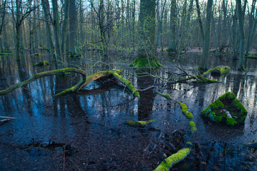 Wald im Ried