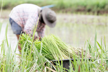 Farmers planting rice, farmers are booties.