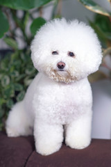 Adorable Bichon Frise dog with a stylish haircut (show cut) posing indoors sitting on a brown couch