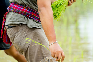 Holding seedlings, farmers are farming, growing rice.