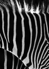 Fototapeta na wymiar Zebra Stripes Close-up