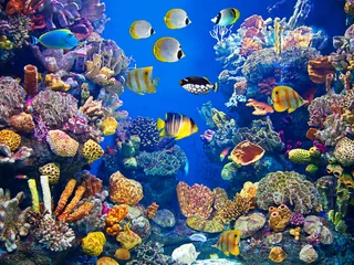 Crédence de cuisine en plexiglas Salle de bain Vie d& 39 aquarium colorée et vibrante