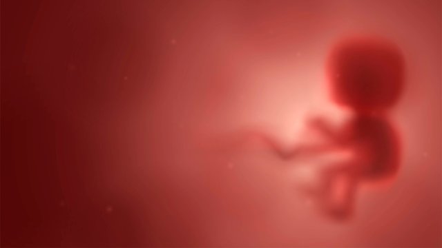 Blurred red human embryo in the womb, pregnancy and obstetrics