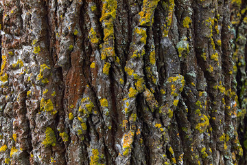 tree bark with yellow and green moss in spring time close-up