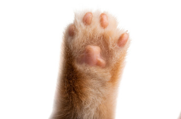 cat paw isolated