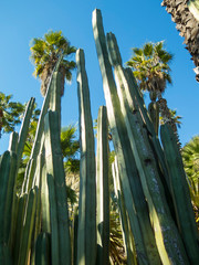 Saguaro cactus
