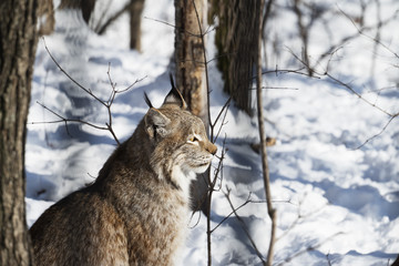 Grey lynx sits in the winter forest close-up, side view.