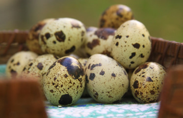 Quail eggs in basket after farming