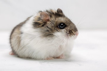 hamster on the grey background