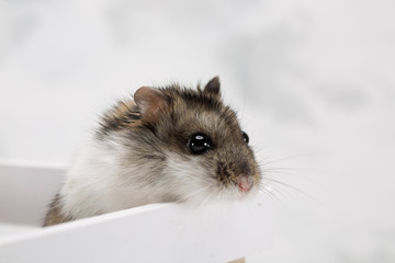 Fototapeta na wymiar hamster on the grey background
