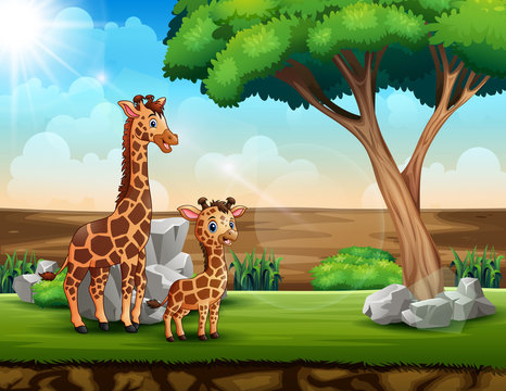 A giraffe with her cub in a savanna field