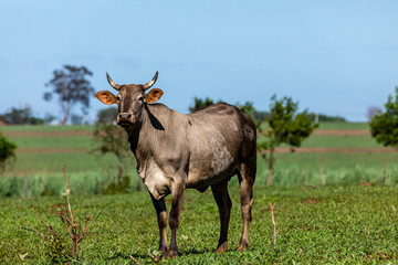 Naklejka na ściany i meble Cattle, or cows, are the most common type of large domesticated ungulates. They are a prominent modern member of the subfamily Bovinae, are the most widespread species of the genus Bos. Bos taurus