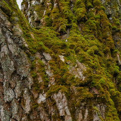 tree bark with yellow and green moss in spring time close-up
