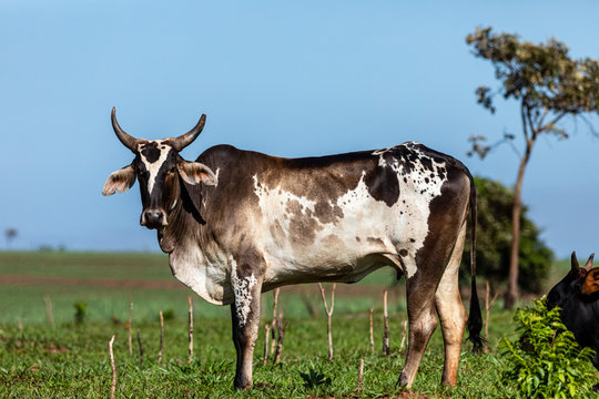 Cattle, or cows, are the most common type of large domesticated ungulates. They are a prominent modern member of the subfamily Bovinae, are the most widespread species of the genus Bos. Bos taurus