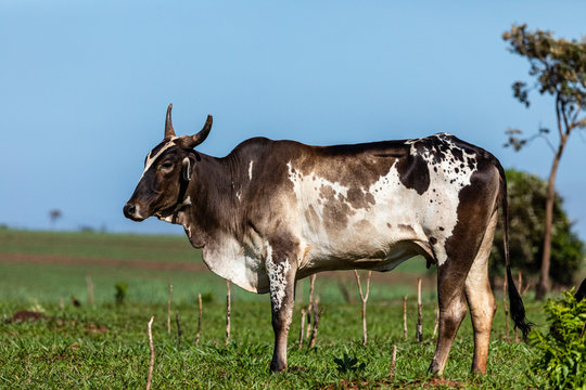 Cattle, or cows, are the most common type of large domesticated ungulates. They are a prominent modern member of the subfamily Bovinae, are the most widespread species of the genus Bos. Bos taurus