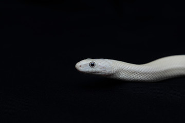 The Texas rat snake (Elaphe obsoleta lindheimeri ) is a subspecies of rat snake, a nonvenomous colubrid found in the United States, primarily within the state of Texas.