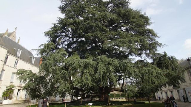 centenary libanese cypres in park Tours France 6.3.2020 Cedrus libani commonly known as the cedar of Lebanon or Lebanon cedar, is a species of cedar native to the mountains of the Eastern Mediterranea
