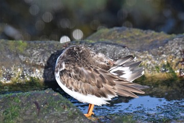 turnstone at the seaside