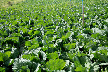 Farm Mountain cabbage, cabbage head in a garden.