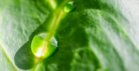 Abstract green background. Macro Croton plant leaf with water drops. Natural background for brand design © OLAYOLA