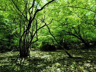 高畑山の山中