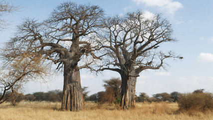 Fototapeta na wymiar two boabab trees at tarangire national park