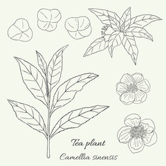 Tea collection. Hand drawn tea plant camellia sinensis with flowers