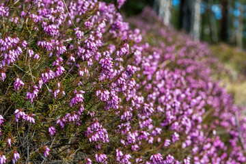 Heather Flowers Erica Vulgaris Forest