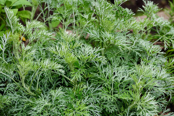 Close up of fresh green leaves of Artemisia absinthium (wormwood, grand wormwood, absinthe or absinthium), in a garden in a sunny spring day background photographed with soft focus