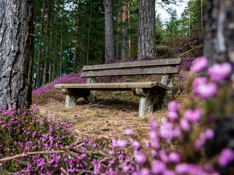 Bench surounded by heather flowers  or erica vulgaris in a forest near Leoben, Styria, Austria in spring