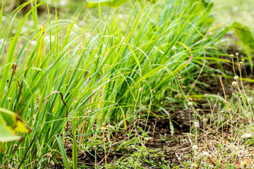 Lemongrass tree planting, herb