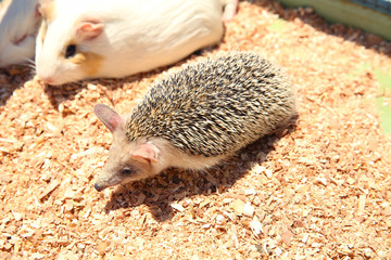 European hedgehog caught in a trap intended for a rodent such as a rat.