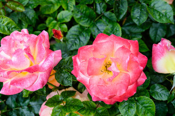 Large green bush with fresh vivid pink roses and green leaves in a garden in a sunny summer day, beautiful outdoor floral background photographed with soft focus