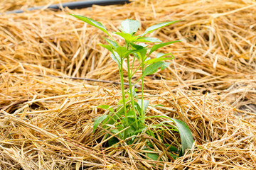 Capsicum annuum