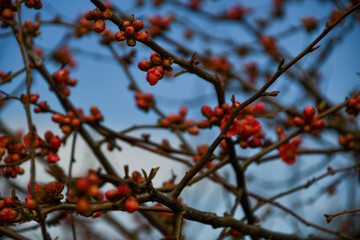 Reddish flower blossoms and branches in early spring