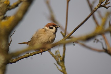 Wróbel ,wróbel na drzewie