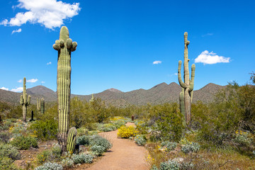 Scottsdale Arizona Desert Trail in McDowell Mountains © adogslifephoto