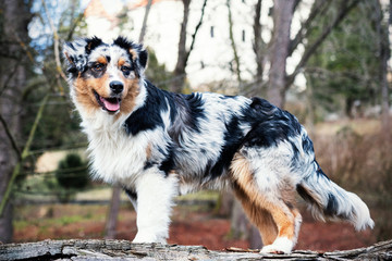 Australian Shepherd puppy.