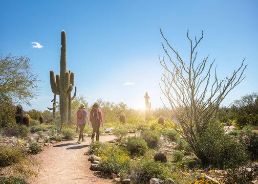 Hikers On A Scottsdale Arizona Desert Trail