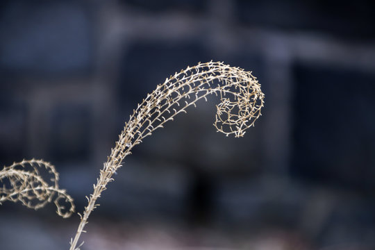 Long Delicate Dried Plant