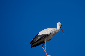 White stork standing alone in a blue sky in Galicia, Spain. Ciconia Ciconia. Ecology Concept.