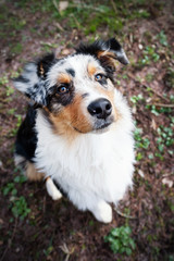 Australian Shepherd puppy.