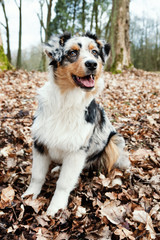 Australian Shepherd puppy.