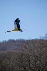Ciconia Ciconia. White Stork flying in a blue sky over a native Galician forest, Spain. Ecology concept.