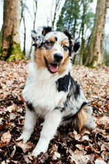 Australian Shepherd puppy.